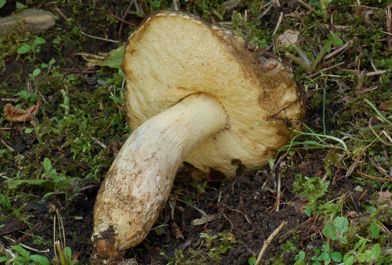 Leccinum da determinare.